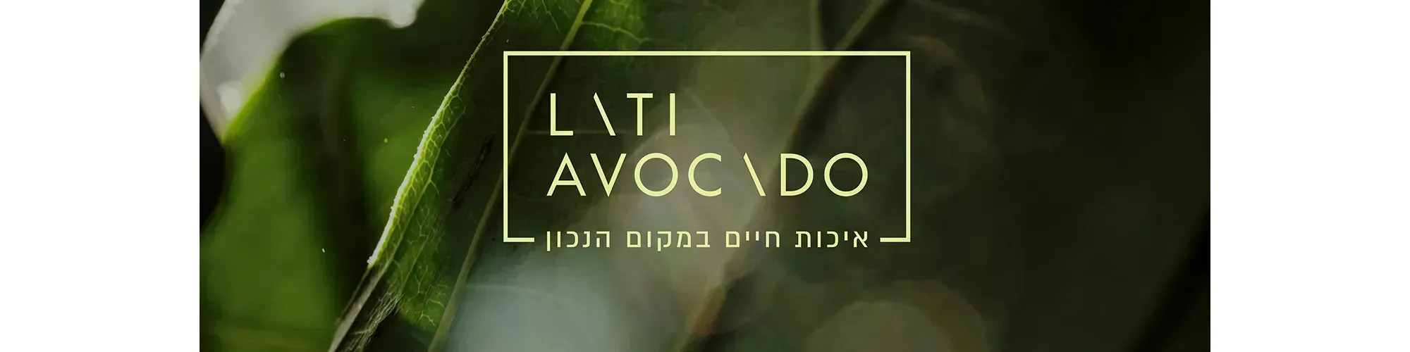 לאטי אבוקדו